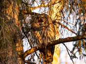 Barred owl 