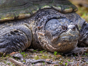 Big Snapping Turtle