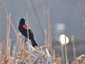 Red-winged Blackbird.