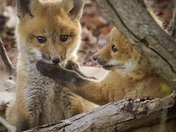 Fox Kits 