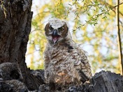 Great Horned Owlets