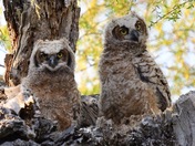 Great Horned Owlets