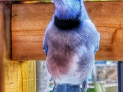 Hey, I've got no wings... 