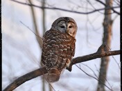 Barred Owl Portrait 
