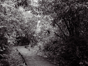 Wooden boardwalk trail in the woods in black and white