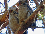 A Pair of Great Horned Owlets 