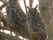 Long-eared Owls Roosting in the Late Afternoon 