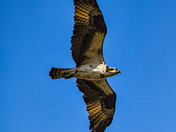Osprey flying above Stouffville