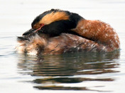 Horned Grebe