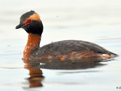 Horned Grebe