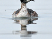 Horned Grebe