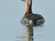 Horned Grebe