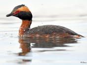Horned Grebe
