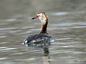 Horned Grebe