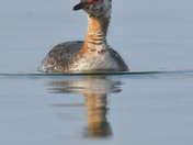 Horned Grebe