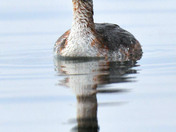 Horned Grebe