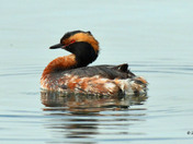 Horned Grebe