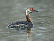 Horned Grebe
