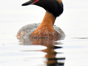 Horned Grebe