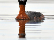 Horned Grebe