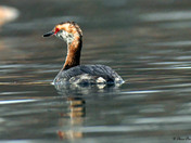 Horned Grebe