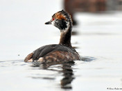 Horned Grebe
