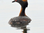 Horned Grebe