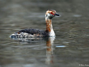 Horned Grebe