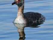 Horned Grebe