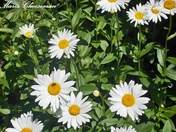 Beautiful Daisies