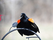 Red wing blackbird