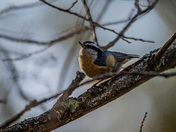 Red-breasted nuthatch