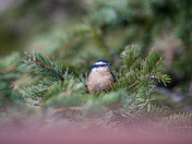 Red-breasted nuthatch