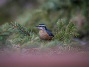 Red-breasted nuthatch