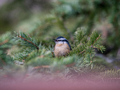 Red-breasted nuthatch