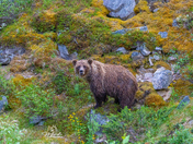 A Grizzly Bear Staring at Me