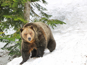 Grizzly Bear at BC