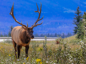 Elk - Jasper National Park
