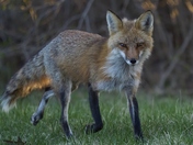 Red Fox