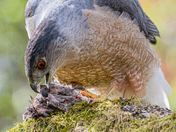 Cooper's Hawk with Prey