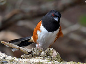 Eastern Towhee