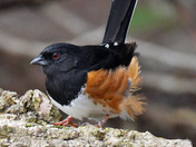 Eastern Towhee