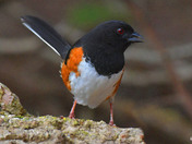 Eastern Towhee