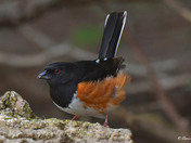 Eastern Towhee