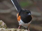 Eastern Towhee