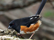 Eastern Towhee
