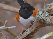 Eastern Towhee