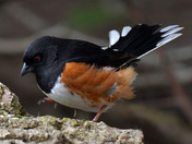 Eastern Towhee