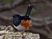 Eastern Towhee