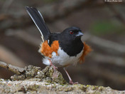 Eastern Towhee